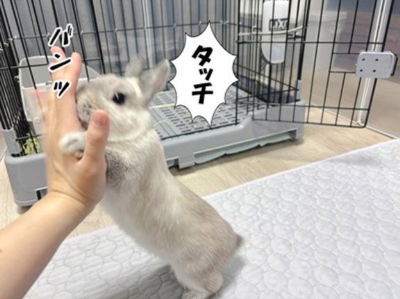 うさぎのルリとハムスターのプリン(12/2追記)