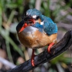 『BORG72FLによるカワセミ捕食シーン②　2020/03/30』の画像