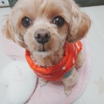 元保護犬 マルチーズとトイプードルの記録♪