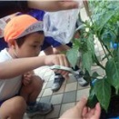 『初収穫』みさと幼稚園【三郷市の幼稚園】