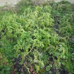 MINIと過ごすGarageLife