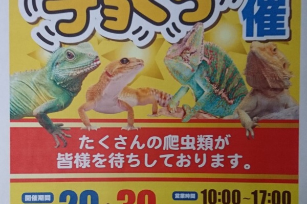 爬虫類倶楽部ファームブログ 藤枝