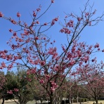 向島ポンポコ日記