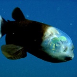 ひたすらに深海魚の画像を貼る
