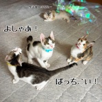 猫とお酒と日々のこと