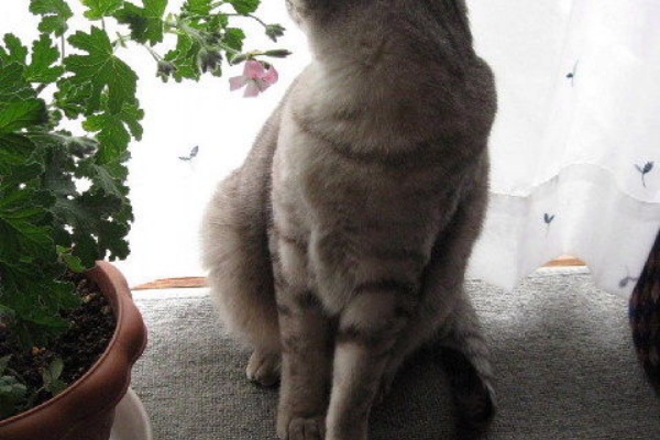 東北生まれの田舎生活 過去と現在の日常日記 室内飼いの猫遊ぶ写真 動画少々