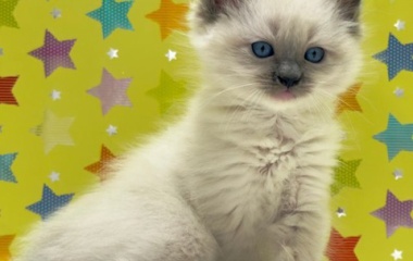 『新しいねこちゃんの紹介です😸』の画像