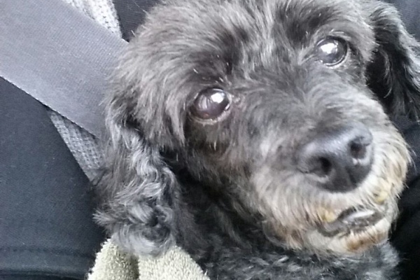 繁殖引退犬 メグ