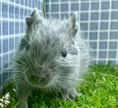 新しい小動物の紹介です🐹