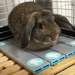 りゅう太の元気予報！