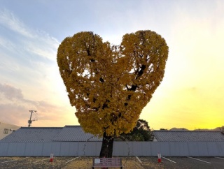 黄金色のハート💛できました！「飯盛ふれあい会館の銀杏の木」（諫早市飯盛町）