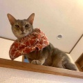 キャリコちゃんも階段の手すりに登ってます