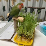 ぴっちゃん三二六