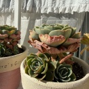 ＊やらかした|ω・)冬に多肉にかかった水を取らないと…