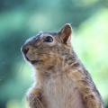 しばらくブログを休みます＆まとめてリス友写真 🐿️🐿️🐿️