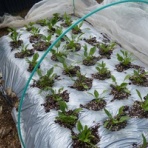 毎日が日曜　晴耕雨読な日々