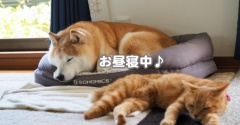 寝ている犬猫♪