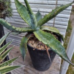 アガベブログ・サイタマ