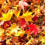 Kawakaming's 　芽華野里便り