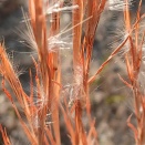 １１月散歩写真パート2