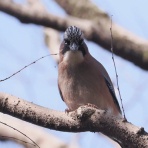 野鳥は可愛い♪ ２
