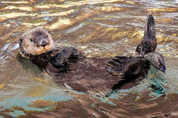 画像 鳥羽水族館名物 ラッコバズーカ がかわいいと話題w反応まとめ つぶちゃん Twitterまとめ 画像 鳥羽水族館名物 ラッコバズーカ がかわいいと話題w反応まとめ つぶちゃん Twitterまとめ