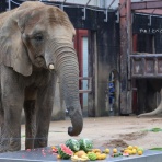 やぁ！とべとべずー与茂駄（よもだ）くあとろ　～とべ動物園で暮らすアフリカゾウのブログ～