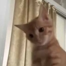 彼女はちょっと機嫌が悪い。この手は私を構うためにあるんでしょ！ → 何度もこうしてきます…