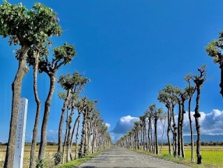 イボタの木