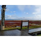 サンゴ草群落地