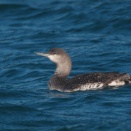 海のおくりもの～漁港にアビ