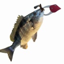 釣り場開拓！まさかの釣査中の初場所で魚を釣ってしまうトラブルが発生！いやそりゃ嬉しいけども(ﾟ∀ﾟ)ｱﾋｬと、思ったらスナップ開けられてたよ！！の巻2025/12/6