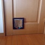 ボルゾイな生活