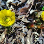 ターシャの布しごと＆花だより
