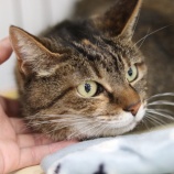 『猫の預りボランティア　大募集！』の画像