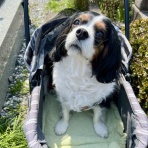 黄昏時の落としもの