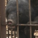 緊急銃猟中にクマが逃げた！？山形・庄内町の驚きの出来事