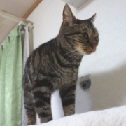 フミフミをするときの猫の表情いろいろ
