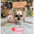 ルナちゃん10周年と　明日放棄される子。