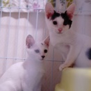 懐かしの卒業生猫　20260918