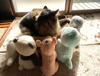 【猫写真】日向ぼっこマロちゃん