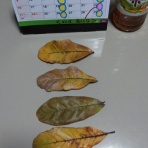 ★早慶・国公立・難関大学受験英語相談室（記憶と思考の近道２３４５)井川治久の小話