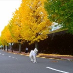 いんちょブログ