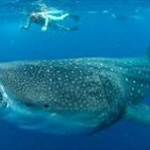 石川の水族館がジンベエザメを海に帰す 大きくなりすぎて飼育できず…