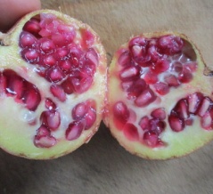 餃子の皮でミニピザ作り　ザクロの実