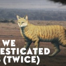 猫はいかにして家畜化されたのか？ ― 野生の捕食動物から愛されるペットへ