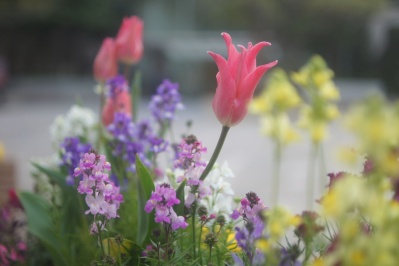 EBC FUJINON-W 35mm f1.9(M42) : 会計士によるバリューアップ クラカメ趣味