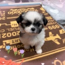 元気いっぱいすぎるチワシーズーちゃん