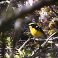 美しき野鳥…キビタキ