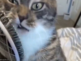 「返してもらえない…」ヘアブラシの感触が病みつきになってしまった猫